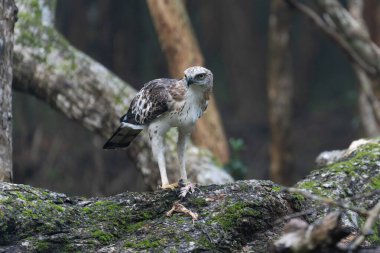 Shikra (Accipiter badius) da küçük bantlı kartal olarak adlandırılır.