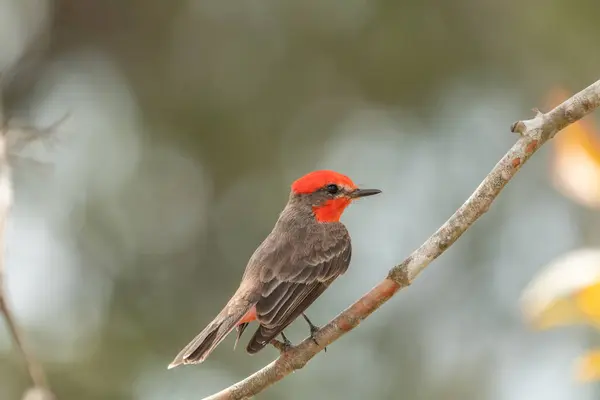 stock image Vermilion Flycatcher (Pyrocephalus rubinus) perched on a tree branch