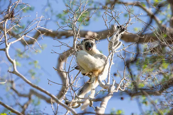 stock image One little lemur on the branch of a tree in the rainforest Madagascar.