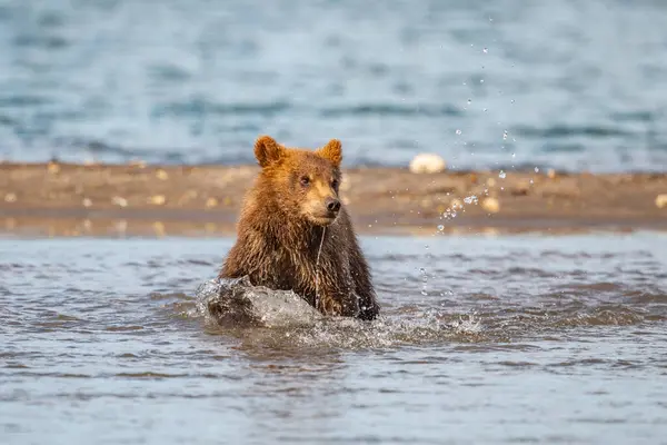 stock image Ruling the landscape, brown bears of Kamchatka (Ursus arctos beringianus)