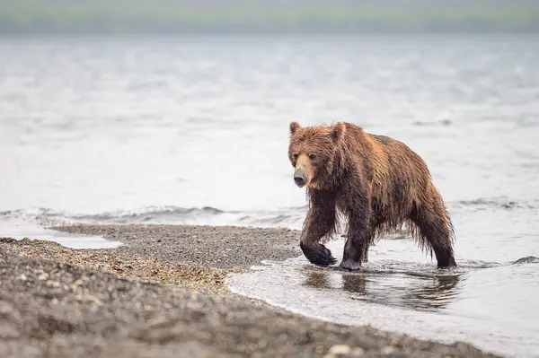 stock image Ruling the landscape, brown bears of Kamchatka (Ursus arctos beringianus)