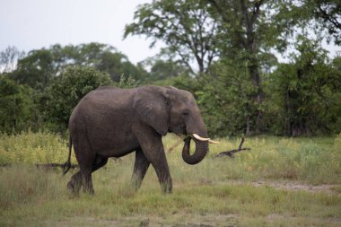 Boğa fili, Loxodonta africana, Kenya 'daki Amboseli Ulusal Parkı' nın çayırlarında. Ön görünüm