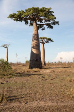 Baobab ağaçları gün batımında Madagaskar 'da Baobab Bulvarı' nda