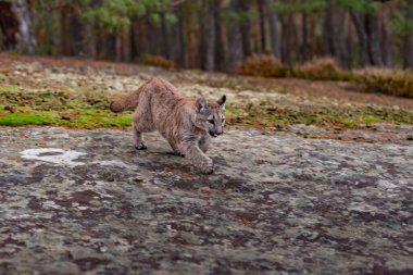 Cougar (Puma concolor), dağ aslanı, puma, panter veya catamount olarak da bilinir. Batı yarımkürede herhangi bir büyük vahşi karasal memeli en büyük.