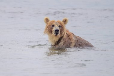 Topraklara hükmeden Kamçatka 'nın kahverengi ayıları (Ursus arctos beringianus)