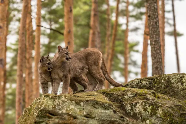 stock image Cougar (Puma concolor), also commonly known as the mountain lion, puma, panther, or catamount. is the greatest of any large wild terrestrial mammal in the western hemisphere.