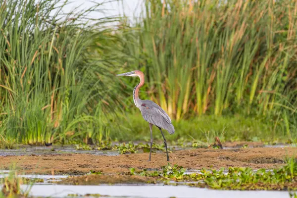 stock image The Purple Heron (Ardea purpurea) is a majestic wading bird belonging to the heron family Ardeidae. It is characterized by its striking plumage, with predominantly slate-grey feathers and distinctive