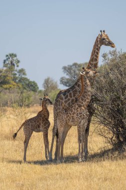 Bu yetişkin Rothschild zürafası (Giraffa camelopardalis rothschildi) açık çayırlarda yürürken görülür..