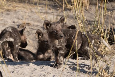 Afrika vahşi köpeği Lycaon Pictus, suda yürüyor. Büyük kulaklı boyanmış köpek avlamak, doğal ortamında güzel vahşi hayvan. Doğa, Moremi, Okavanago deltası, Botswana, Afrika