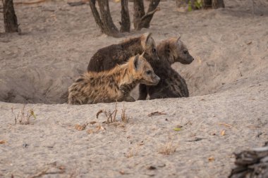 Sırtlan, ayrıntılı portre. Benekli sırtlan, Crocuta timsahı, su birikintisinin yanında kızgın hayvan, ağaçlı karanlık orman. Doğadaki hayvanlar, Okavango, Botswana. Vahşi yaşam Afrika.