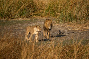 Aslanlar Botsvana 'nın Afrika savanasından geçiyor.