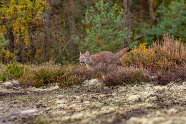 Cougar (Puma concolor), dağ aslanı, puma, panter veya catamount olarak da bilinir. Batı yarımkürede herhangi bir büyük vahşi karasal memeli en büyük.