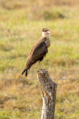 Kuzey Armalı Caracara - Falconidae familyasından yırtıcı bir kuş türü olan Caracara Cheriway, eskiden Güney Caracara (plancus) ve soyu tükenmiş Guadalupe caracara (lutosa), yeşil renkli büyük şahin