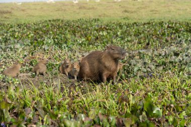 Genç Venezuela 'lı Capybara Hydrochoerus Hidrochaeris.