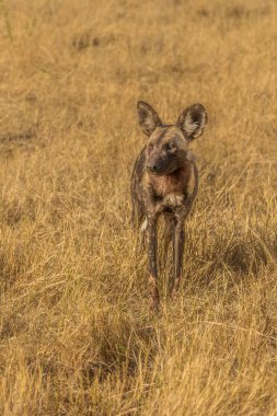 African wild dog, Lycaon pictus, walking in the water. Hunting painted dog with big ears, beautiful wild animal in habitat. Wildlife nature, Moremi, Okavanago delta, Botswana, Africa clipart