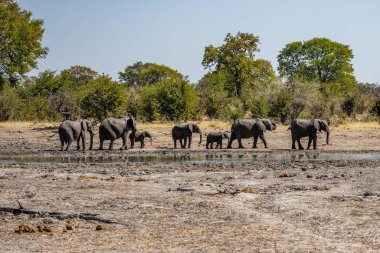 Günbatımında bir sürü Afrika fili Botswana