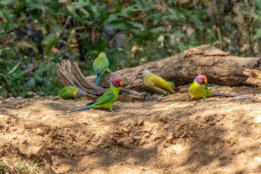 Erik başlı muhabbet kuşu (Psittacula siyanocephala) Rajaji Ulusal Parkı, Uttarakhand 'daki ağaçta tünedi.