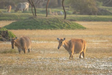 Sambar deer, Rusa unicolor, large animal, Indian subcontinent, Rathambore, India. Deer, nature habitat. Bellow majestic powerful adult animal in dry forest, big animal, Asia. India wildlife. clipart