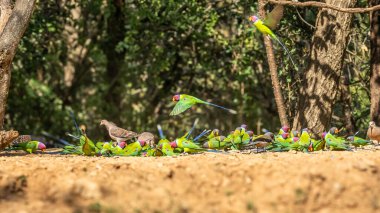 Plum-headed parakeet (Psittacula cyanocephala) Perched on tree at Rajaji national park, Uttarakhand clipart