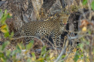 Leopar Afrika savanasında avını arıyor (Panthera pardus)