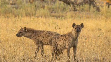 Sırtlan, ayrıntılı portre. Benekli sırtlan, Crocuta timsahı, su birikintisinin yanında kızgın hayvan, ağaçlı karanlık orman. Doğadaki hayvanlar, Okavango, Botswana. Vahşi yaşam Afrika.