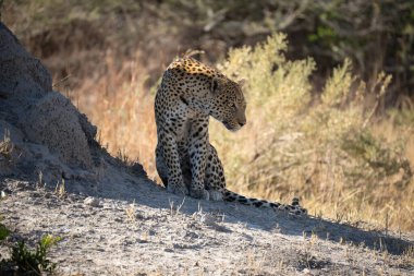 Leopar Afrika savanasında avını arıyor (Panthera pardus)