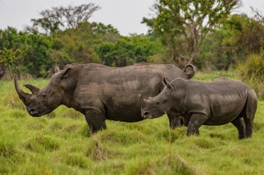 Beyaz gergedan (Ceratotherium simum) ve buzağı doğal ortamında, Güney Afrika