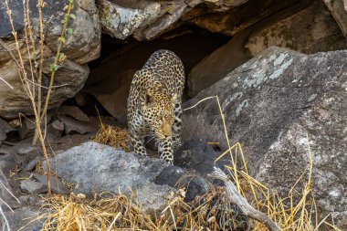 Leopar Afrika savanasında avını arıyor (Panthera pardus)