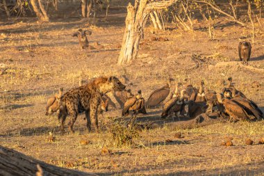 Hyena, jackal and and vulture sharing a carcass clipart