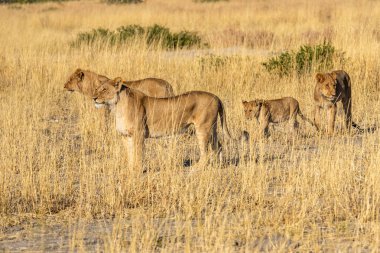Savannah çim üzerinde yalan büyük aslan. düz ve tepelerin arka planda karakteristik ağaçlarla peyzaj