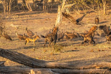 Hyena, jackal and and vulture sharing a carcass clipart