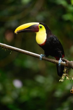 Bird with open bill, Chesnut-mandibled Toucan sitting on the branch in tropical rain with green jungle in background. Wildlife scene from nature.