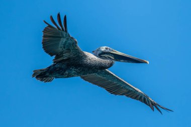 Zarif Kahverengi Pelikan Kumsalda Uçuyor