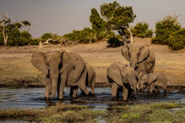 Günbatımında Afrika filleri sürüsü Botswana (Loxodonta africana)