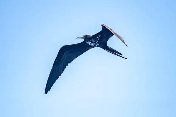 stock image Magnificent Frigatebird (Fregata Magnificens) in flight with blue sky, Bonaire, Dutch Caribbean.