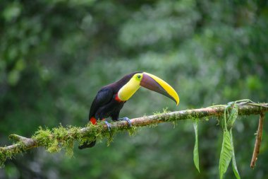 Bird with open bill, Chesnut-mandibled Toucan sitting on the branch in tropical rain with green jungle in background. Wildlife scene from nature.