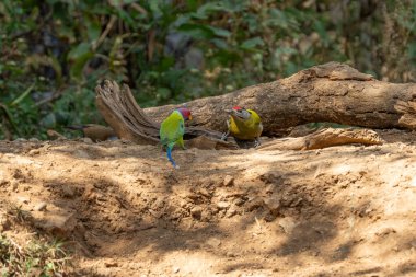 Plum-headed parakeet (Psittacula cyanocephala) Perched on tree at Rajaji national park, Uttarakhand clipart