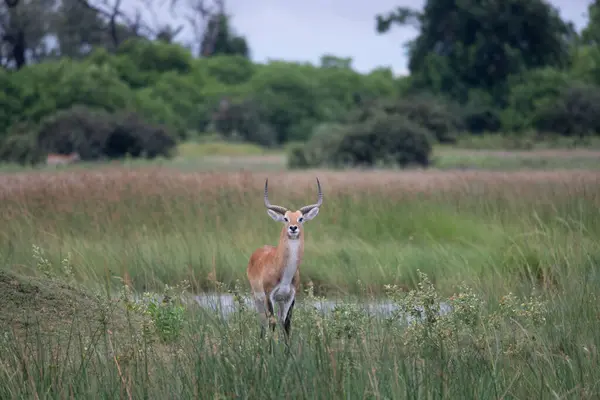 stock image running antelope Waterbuck (Kobus ellipsiprymnus) in the african savannah namibia kruger park botswana masai mara