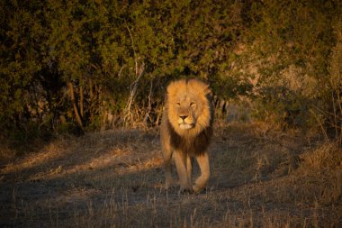 Savannah çim üzerinde yalan büyük aslan. düz ve tepelerin arka planda karakteristik ağaçlarla peyzaj
