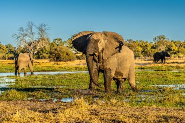 Günbatımında Afrika filleri sürüsü Botswana (Loxodonta africana)