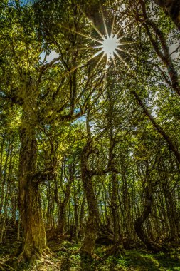 Evergreen beech forest near foot of Andes mountains, Patagonia, Argentina, South America, chile clipart