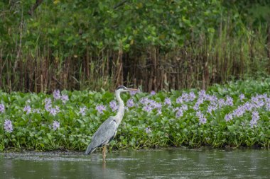 Gri balıkçılgiller (Ardea cinerea), balıkçılgiller (Ardeidae) familyasından bir kuş türü.