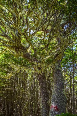 Evergreen beech forest near foot of Andes mountains, Patagonia, Argentina, South America, chile