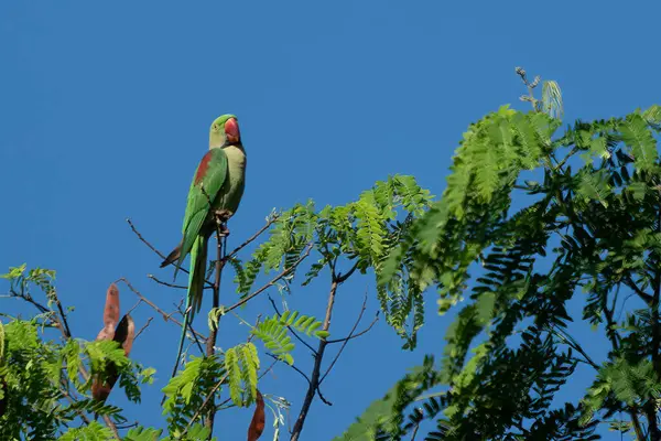 stock image Alexandrine parakeet, Alexandrine parrot - Psittacula eupatria female perched while eating. Photo from Ranthambore National Park, Rajasthan, India.