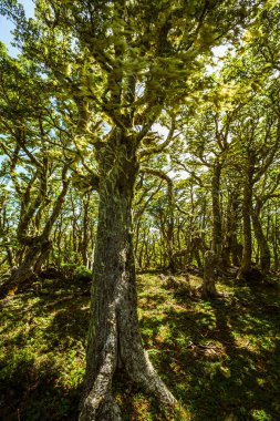 Evergreen beech forest near foot of Andes mountains, Patagonia, Argentina, South America, chile