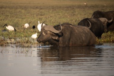 Afrika Bizonu (Syncerus caffer), Murchison Falls Ulusal Parkı, Uganda