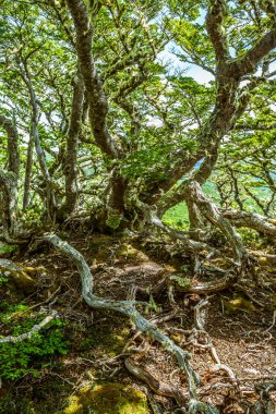 Evergreen beech forest near foot of Andes mountains, Patagonia, Argentina, South America, chile clipart