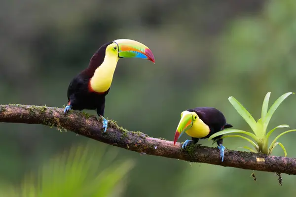 stock image Keel-billed toucan (Ramphastos sulfuratus), wildlife photography, Costa Rica