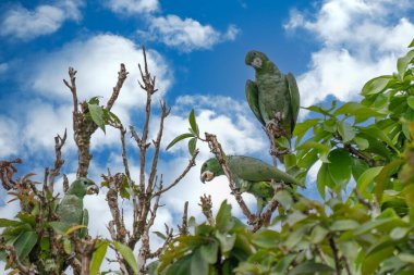 rare species of parrot (Amazona kawalli) Colombian rainforest