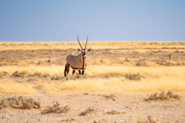 Orix Antilobu Namibya Sokağı yakınında Kırmızı Kum